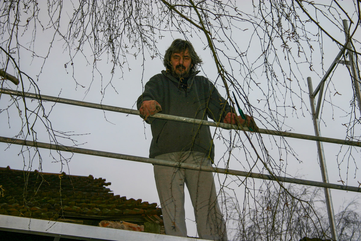 Birke zurechtstutzen